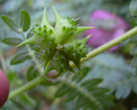 Tribulus Terrestris