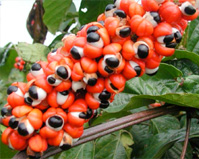 Guarana