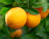 Citrus Aurantium